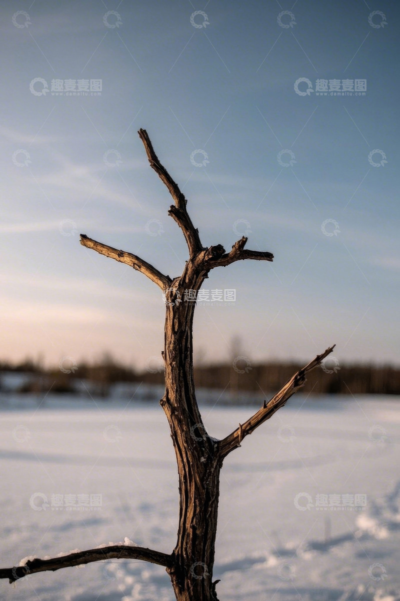 高清大图下载【趣麦麦图】雪地中枯树的户外景象