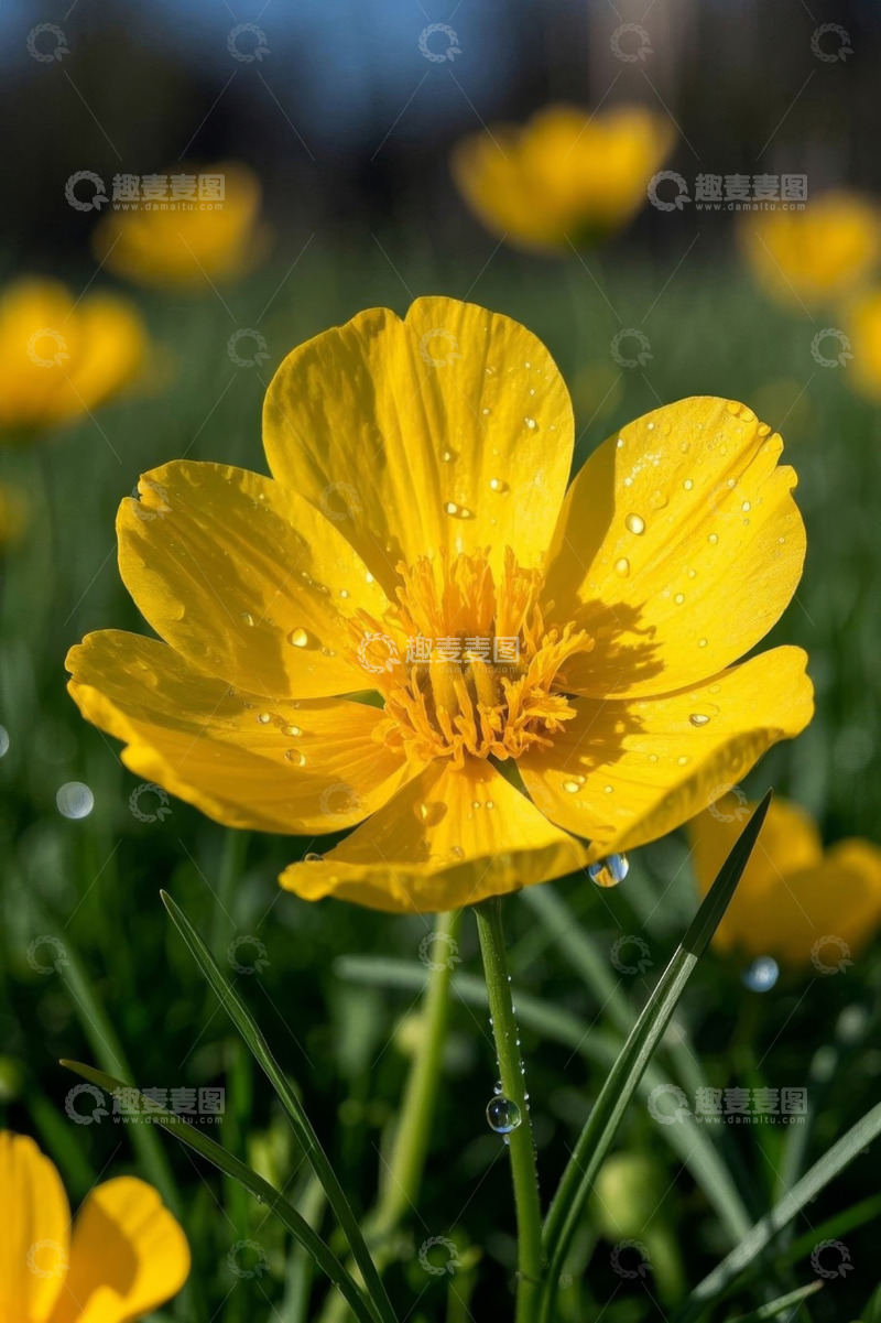 高清大图下载【趣麦麦图】-带水珠的黄色花朵特写
