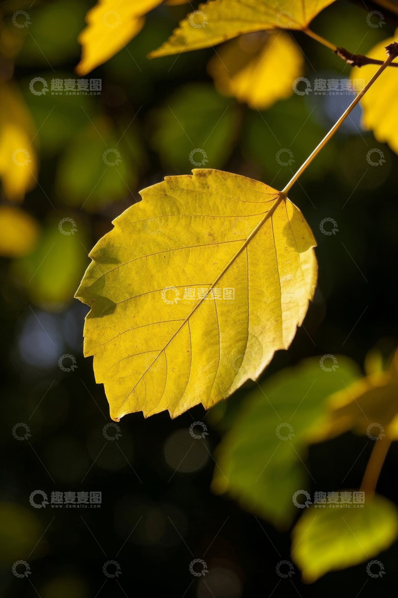高清大图下载【趣麦麦图】特写黄色树叶自然景象