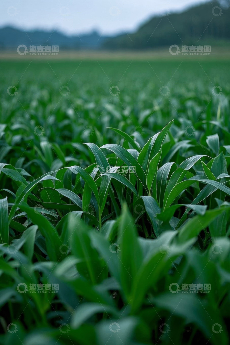 高清大图下载【趣麦麦图】农田里生长的绿色玉米植株