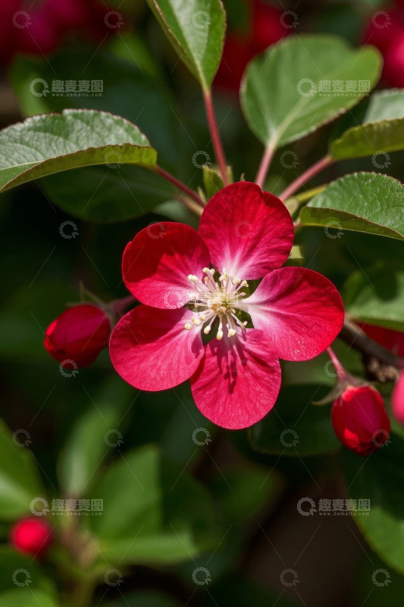 高清大图下载【趣麦麦图】特写红色盛开的花卉
