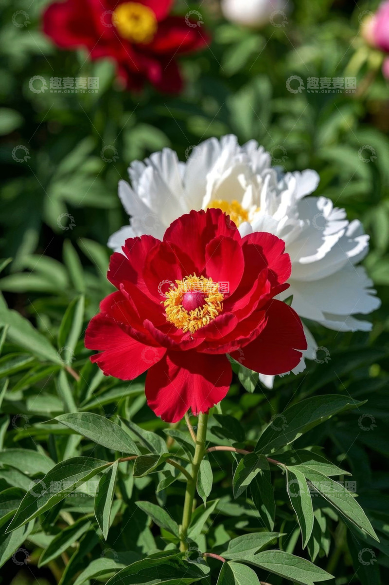 高清大图下载【趣麦麦图】盛开的红色白色牡丹花