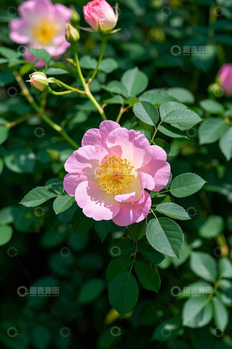 高清大图下载【趣麦麦图】盛开的粉色玫瑰植物特写