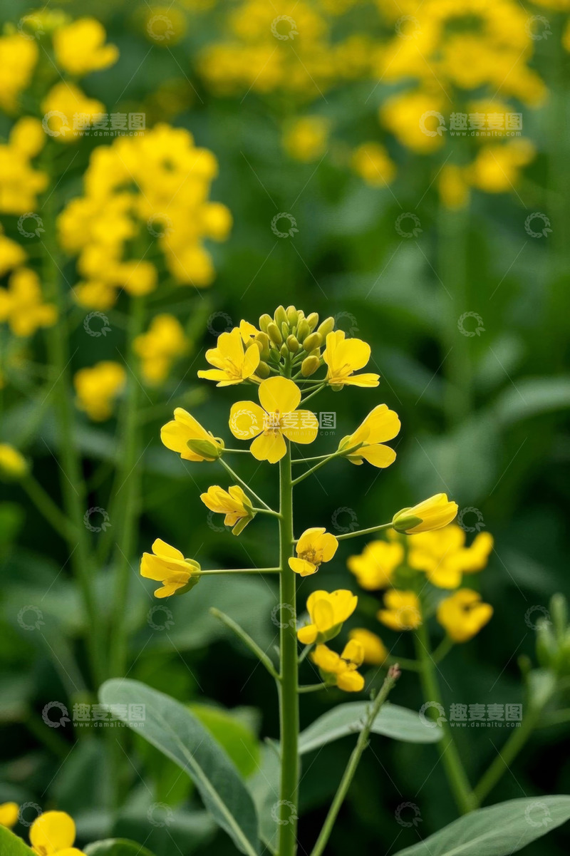 高清大图下载【趣麦麦图】特写黄色油菜花