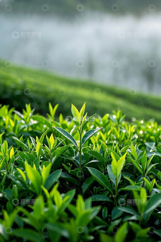 茶园嫩绿茶叶近景
