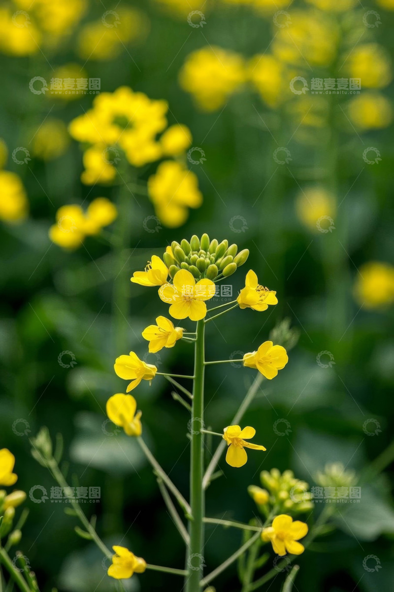 高清大图下载【趣麦麦图】特写黄色油菜花