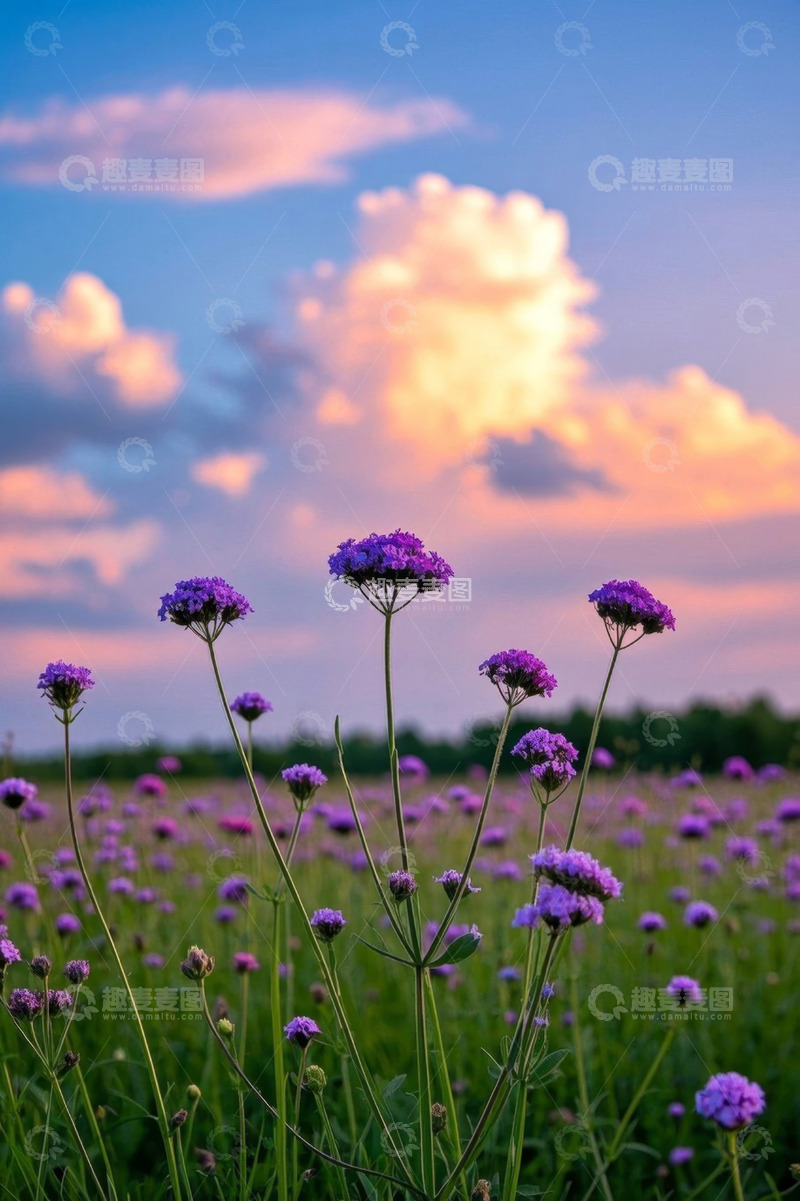 高清大图下载【趣麦麦图】夕阳下的紫色花海