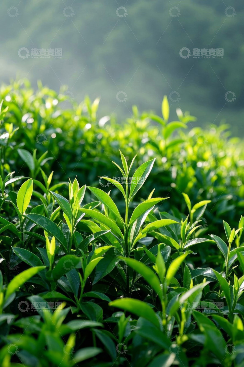 高清大图下载【趣麦麦图】嫩绿茶树近景特写