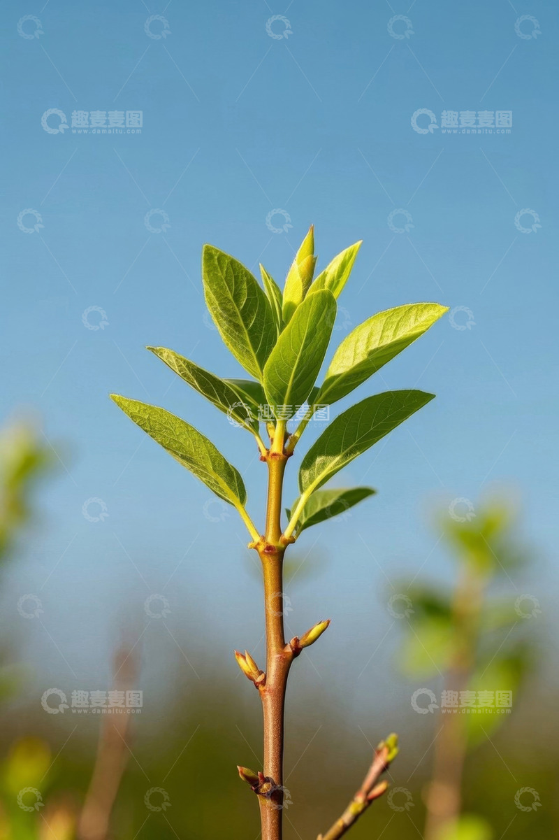 高清大图下载【趣麦麦图】枝头嫩绿新叶蓝天背景
