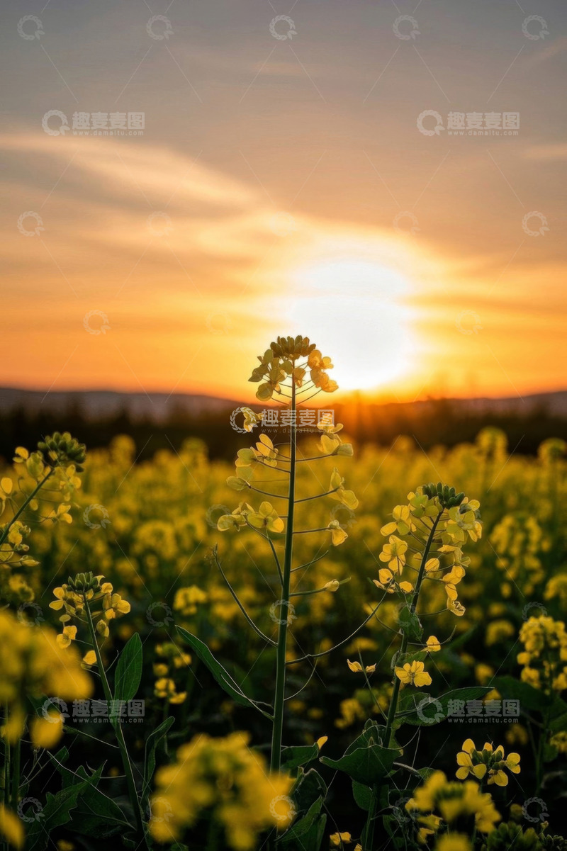 高清大图下载【趣麦麦图】夕阳下的油菜花田