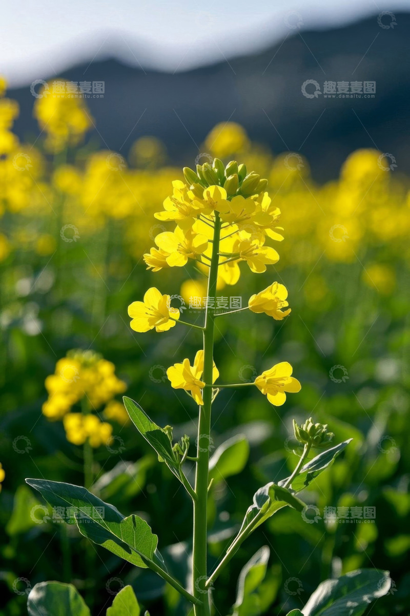 高清大图下载【趣麦麦图】田野中的黄色油菜花特写