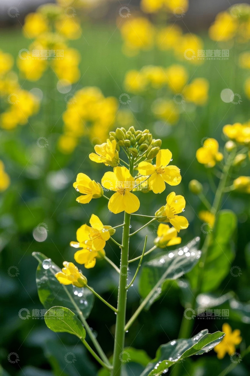 高清大图下载【趣麦麦图】田野中的黄色油菜花特写