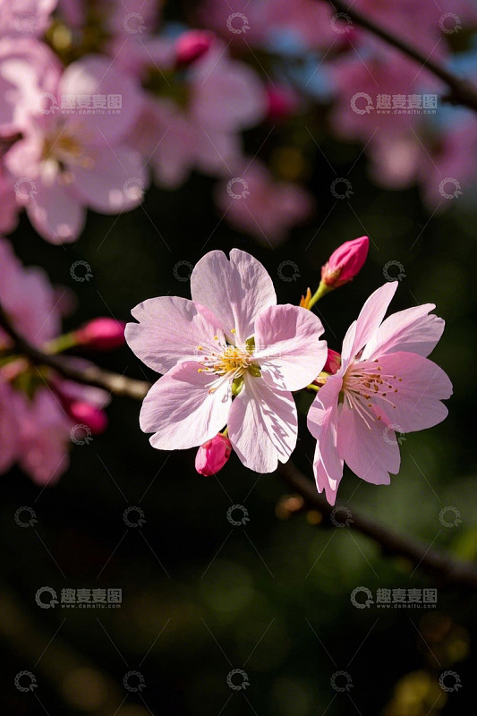 特写粉色樱花花朵