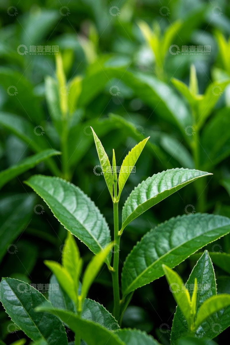 高清大图下载【趣麦麦图】嫩绿茶叶植株特写