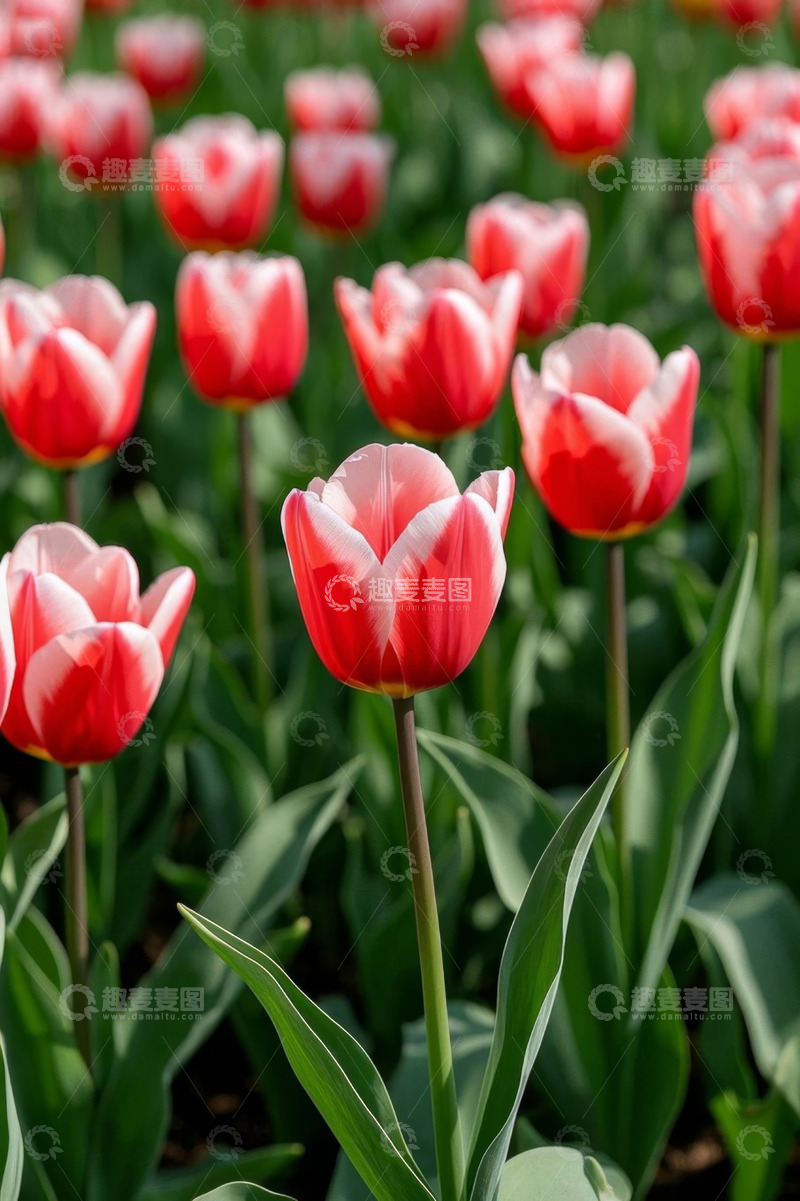 高清大图下载【趣麦麦图】红色郁金香花园特写