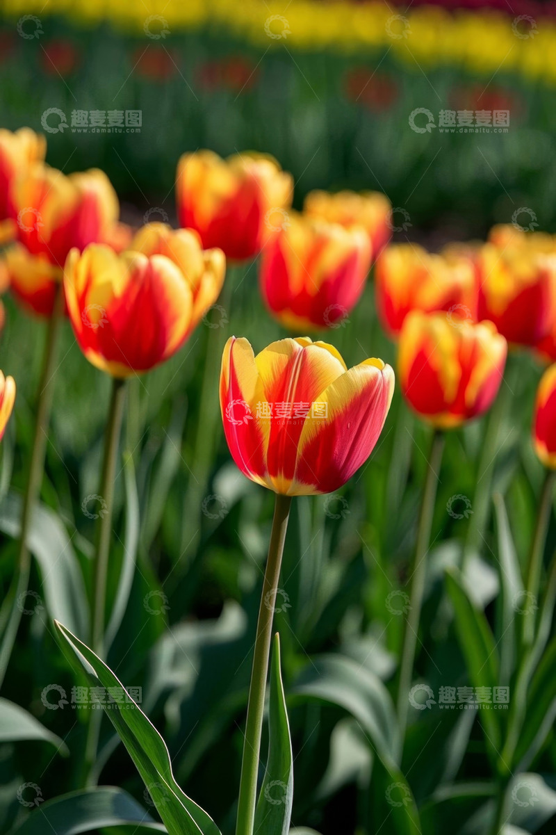 高清大图下载【趣麦麦图】红黄相间郁金香花丛特写