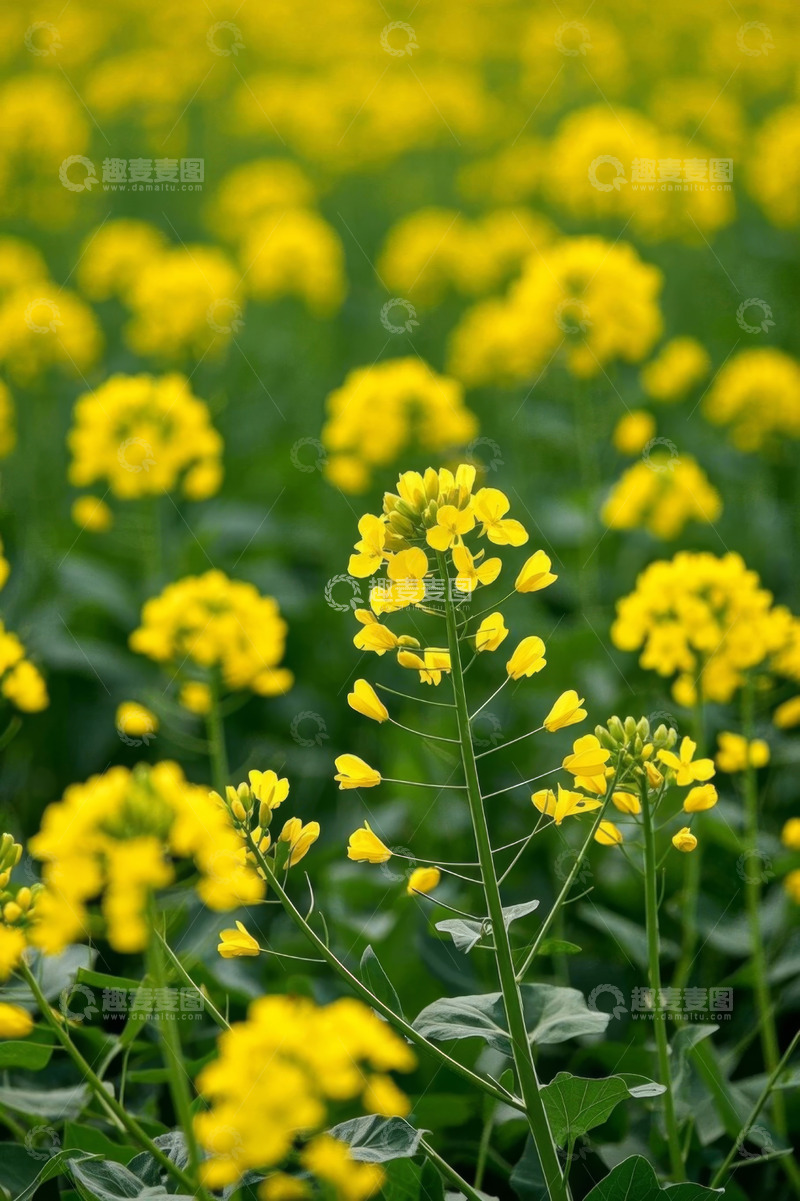 高清大图下载【趣麦麦图】盛开的油菜花田自然风光