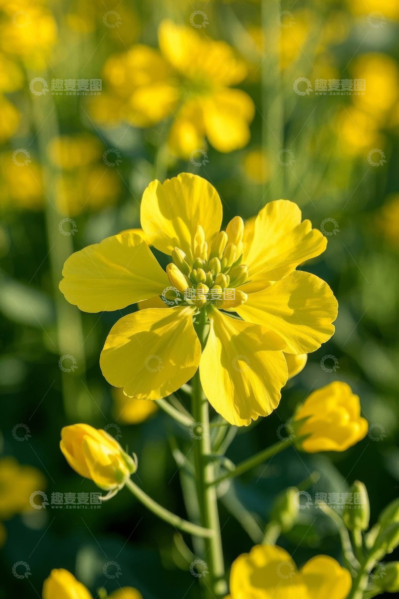 高清大图下载【趣麦麦图】特写黄色油菜花
