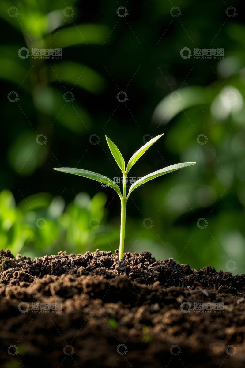 高清大图下载【趣麦麦图】破土而出的嫩绿幼苗