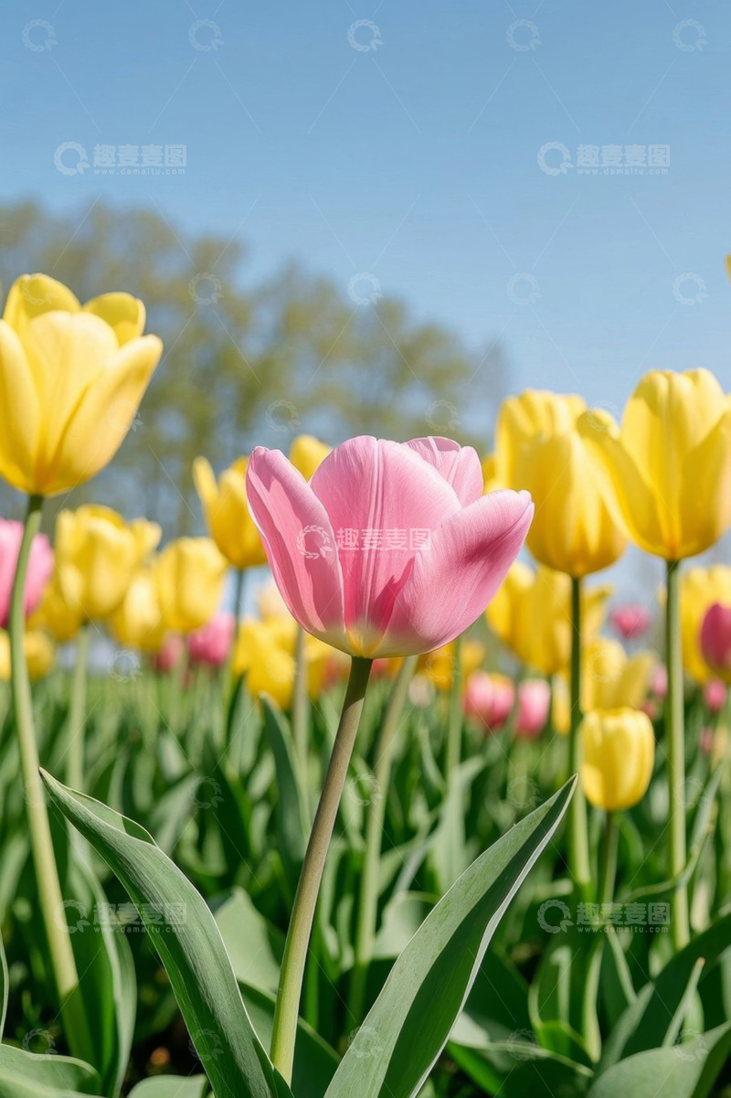 高清大图下载【趣麦麦图】户外粉色黄色郁金香花丛