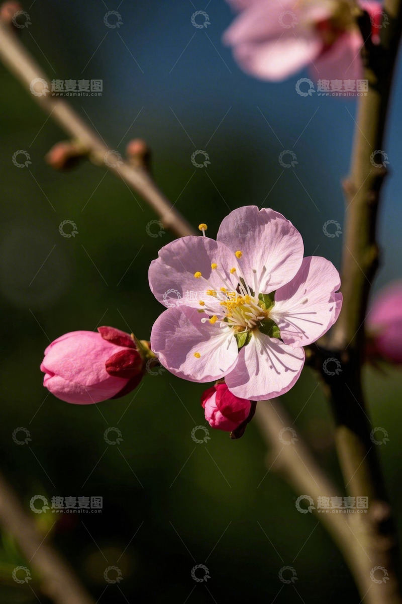 高清大图下载【趣麦麦图】特写绽放的粉色花朵