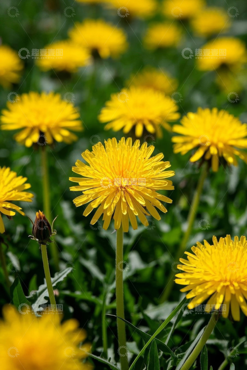 高清大图下载【趣麦麦图】黄色蒲公英花丛特写