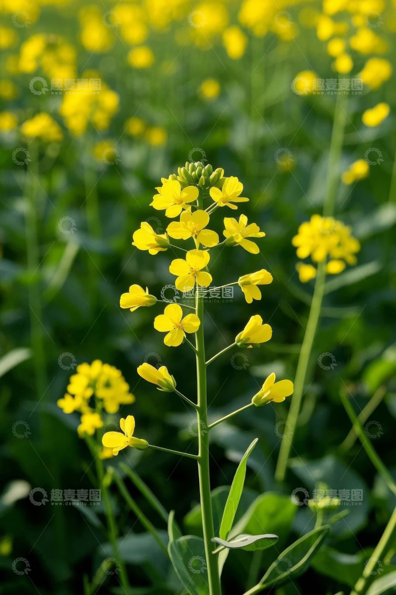 高清大图下载【趣麦麦图】田野中绽放的黄色油菜花