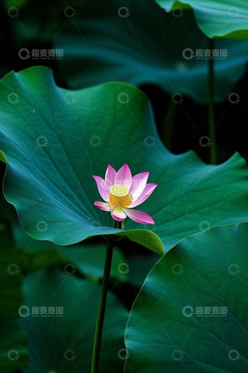 高清大图下载【趣麦麦图】特写粉色荷花与荷叶