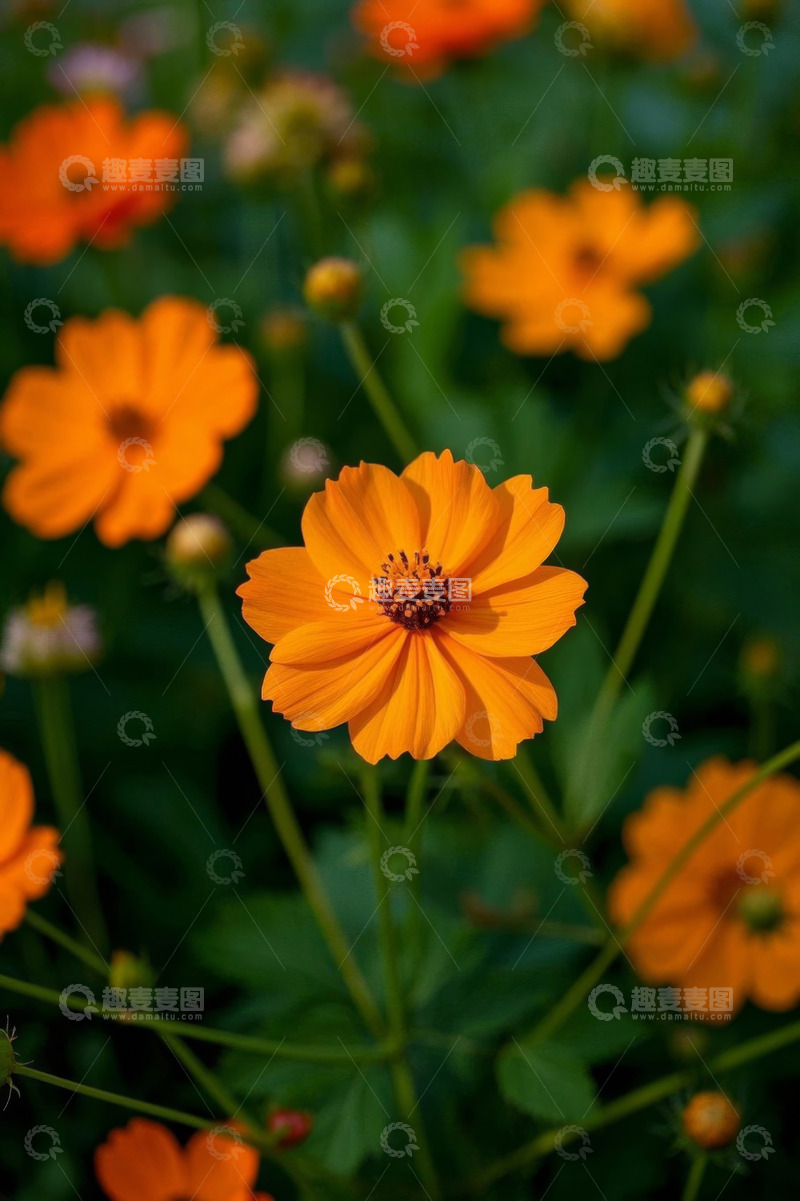 高清大图下载【趣麦麦图】户外橙色花卉特写