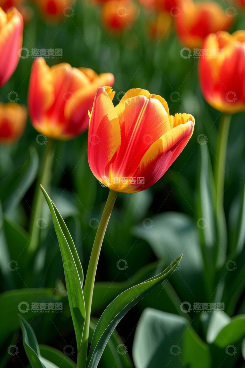 高清大图下载【趣麦麦图】红黄相间郁金香花卉特写