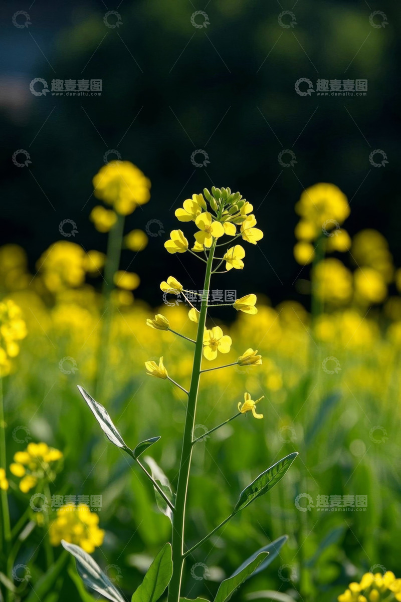 高清大图下载【趣麦麦图】黄色油菜花特写
