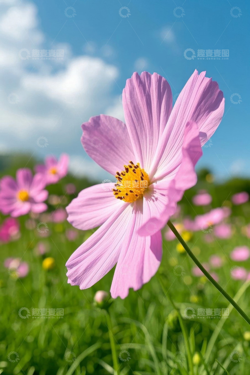 高清大图下载【趣麦麦图】粉色格桑花特写
