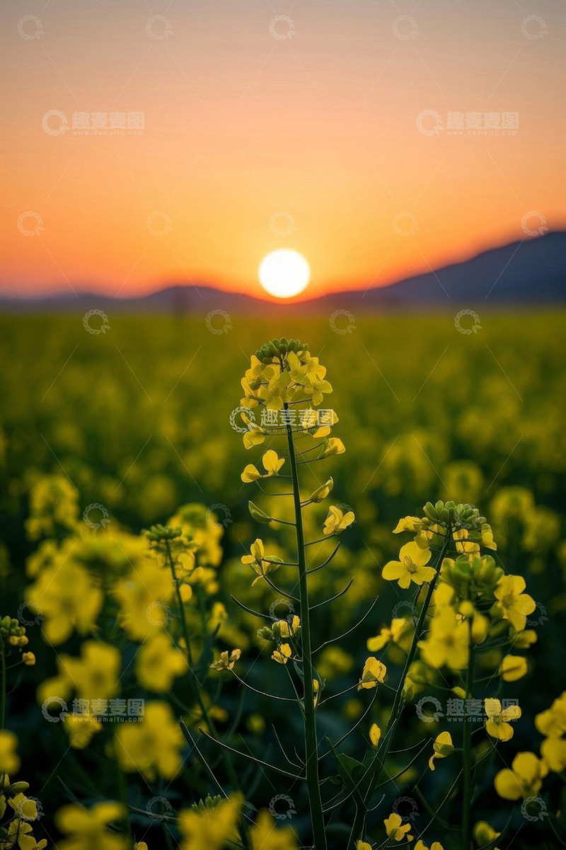 高清大图下载【趣麦麦图】日落时分的油菜花田