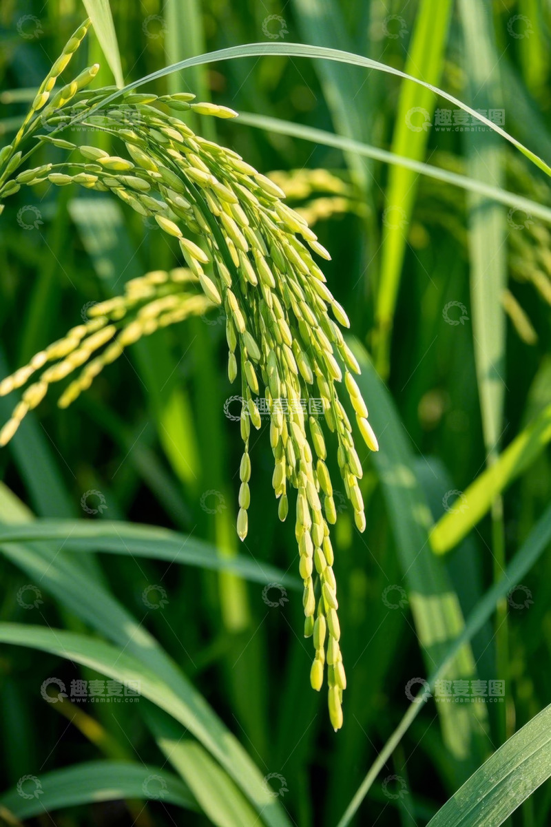 高清大图下载【趣麦麦图】稻穗特写自然景象