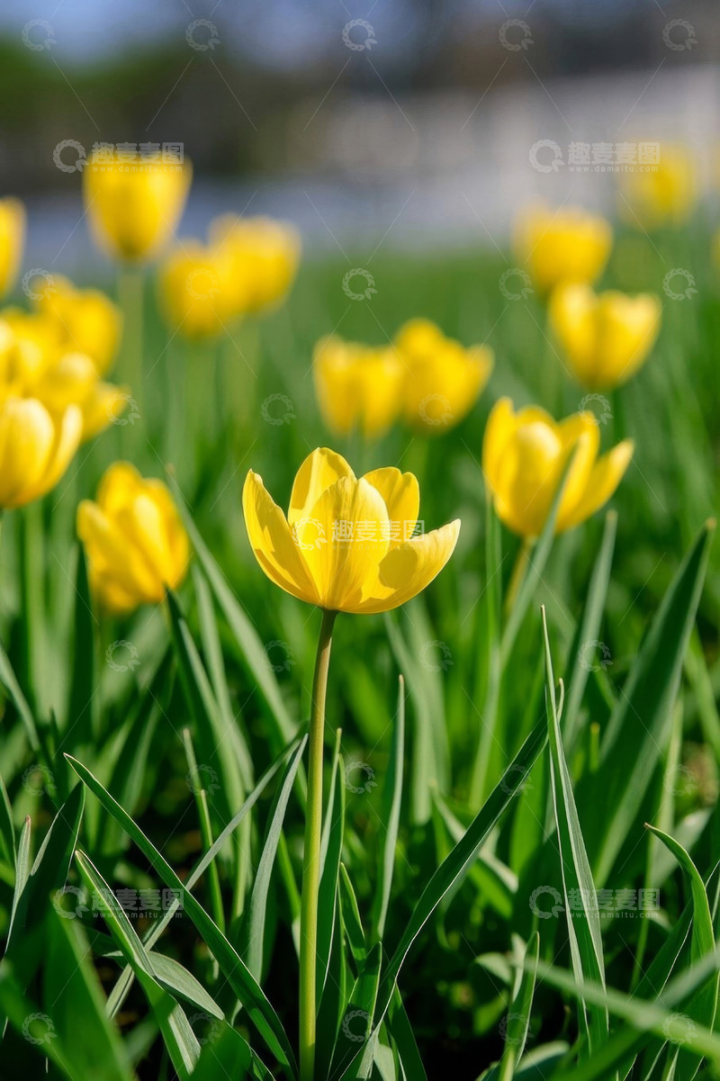 高清大图下载【趣麦麦图】黄色郁金香花丛特写
