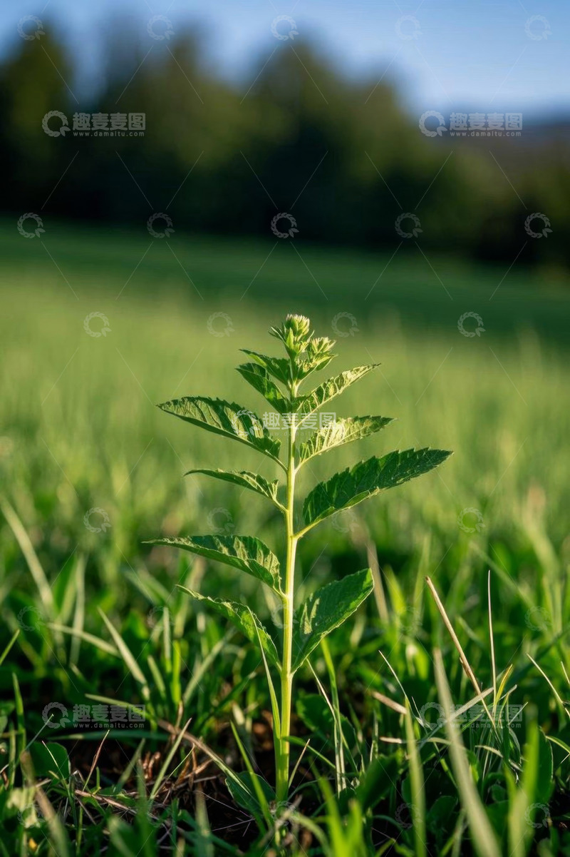 高清大图下载【趣麦麦图】田野中生长的绿色植物特写