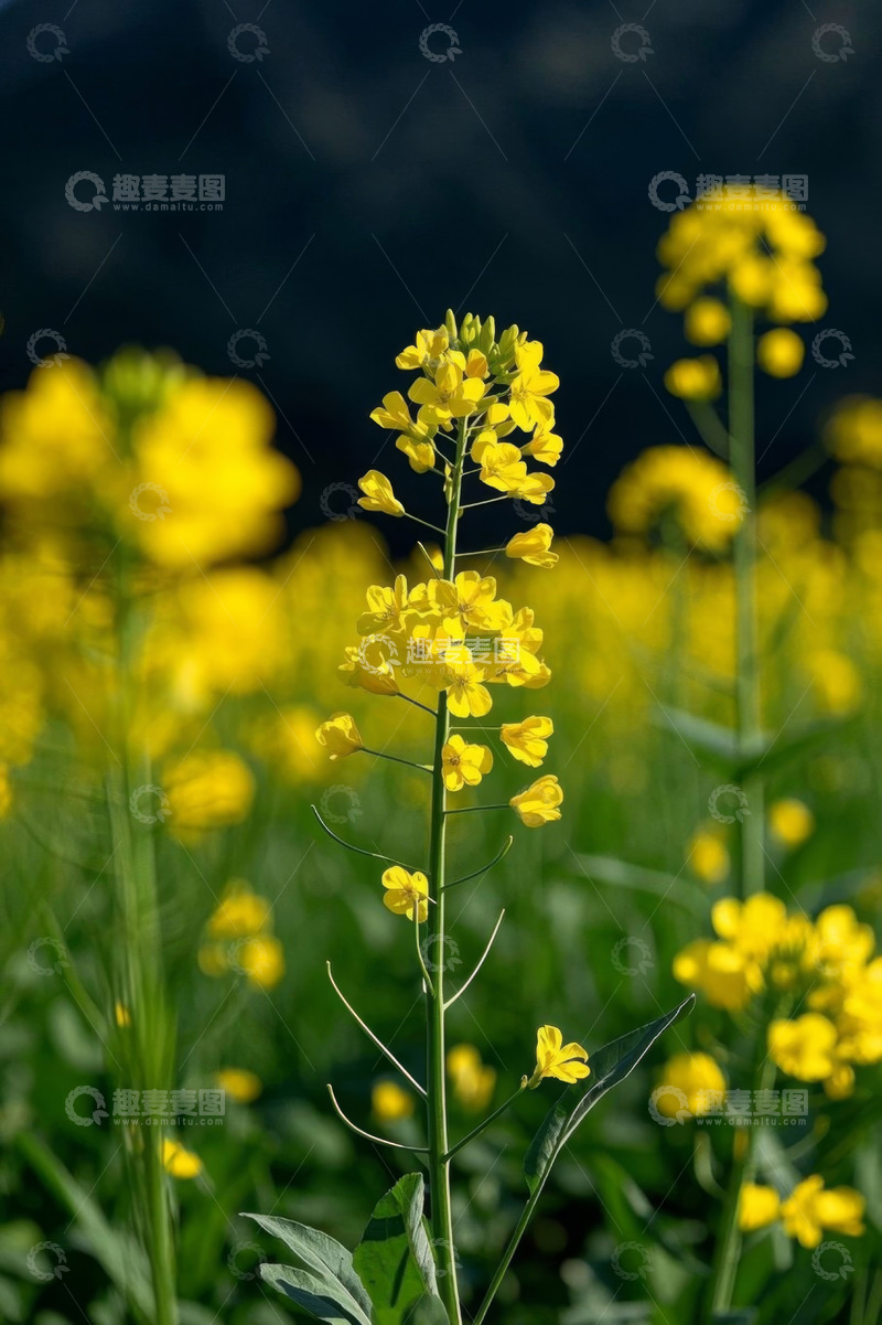 高清大图下载【趣麦麦图】盛开的油菜花特写