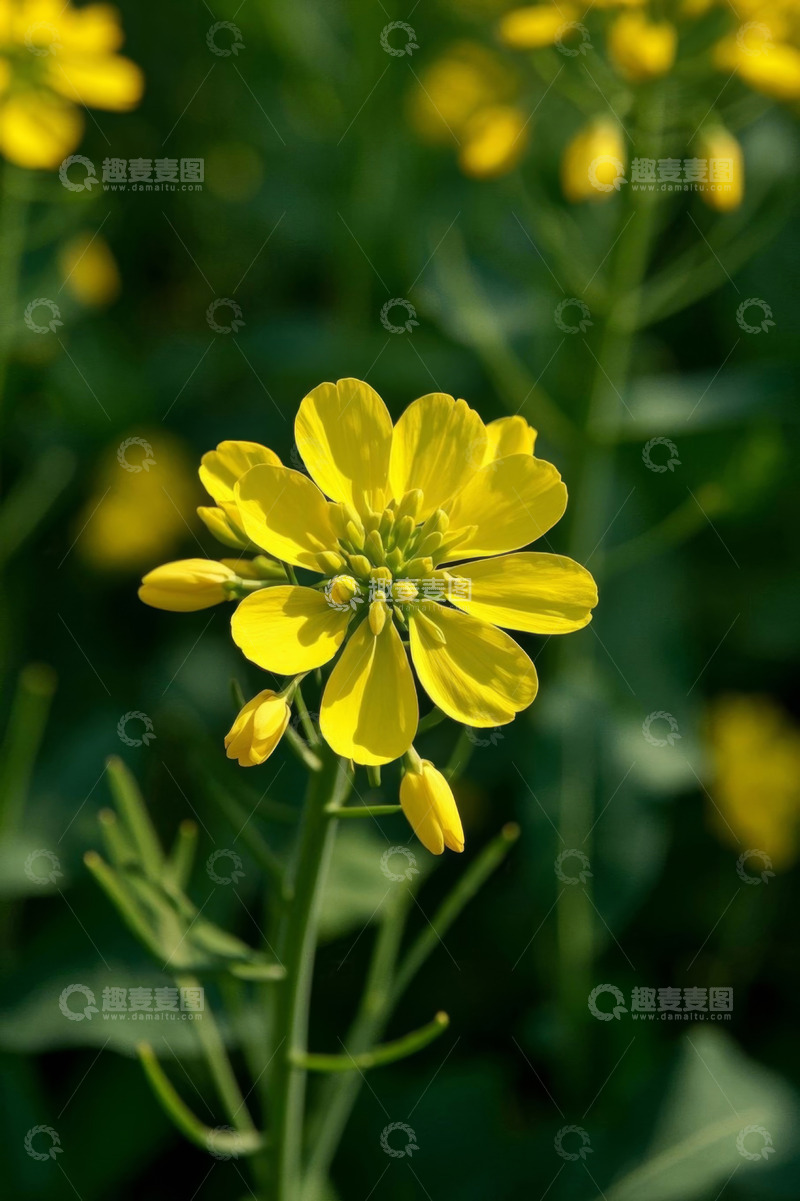 高清大图下载【趣麦麦图】特写黄色油菜花