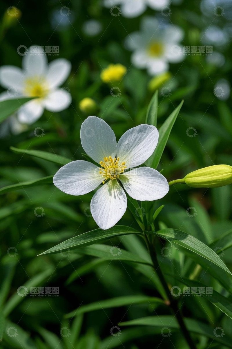 高清大图下载【趣麦麦图】白色小花特写