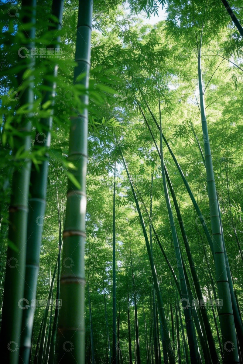 高清大图下载【趣麦麦图】茂密竹林自然景观