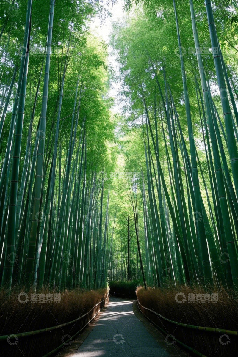 高清大图下载【趣麦麦图】竹林中的石板小径