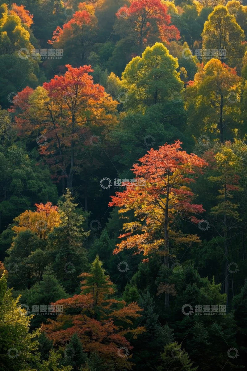 高清大图下载【趣麦麦图】秋季多彩森林自然景观