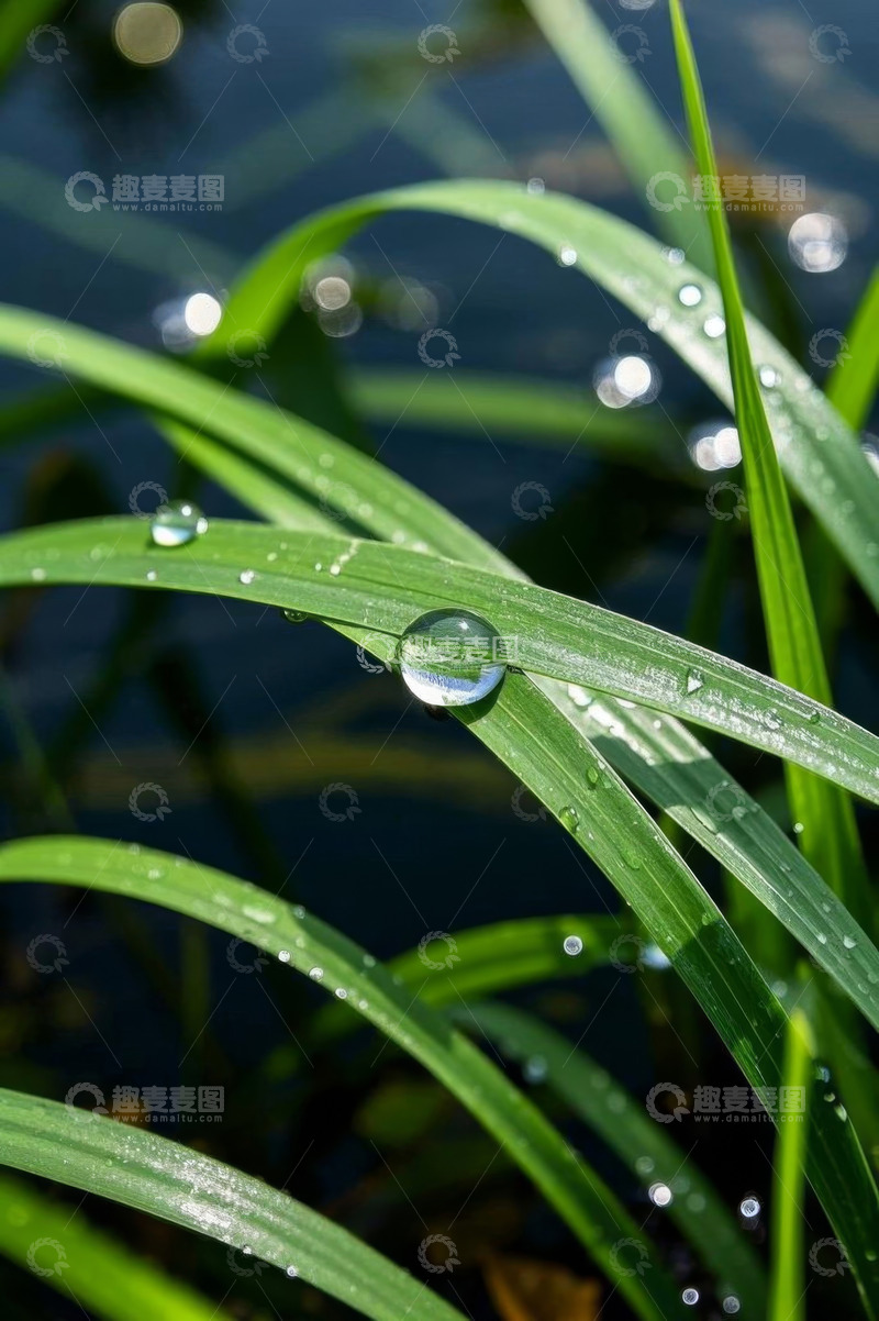 高清大图下载【趣麦麦图】草叶上晶莹的水滴特写