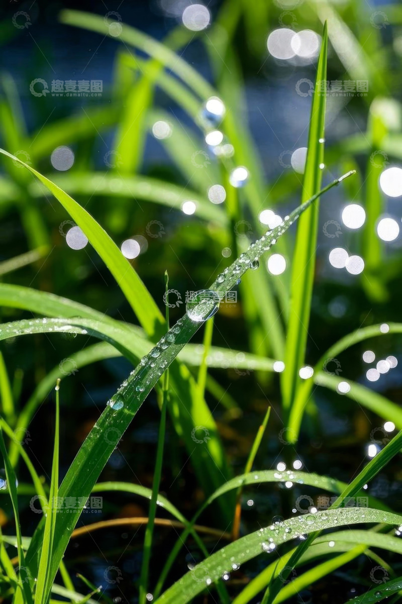 高清大图下载【趣麦麦图】带露珠的绿色青草特写