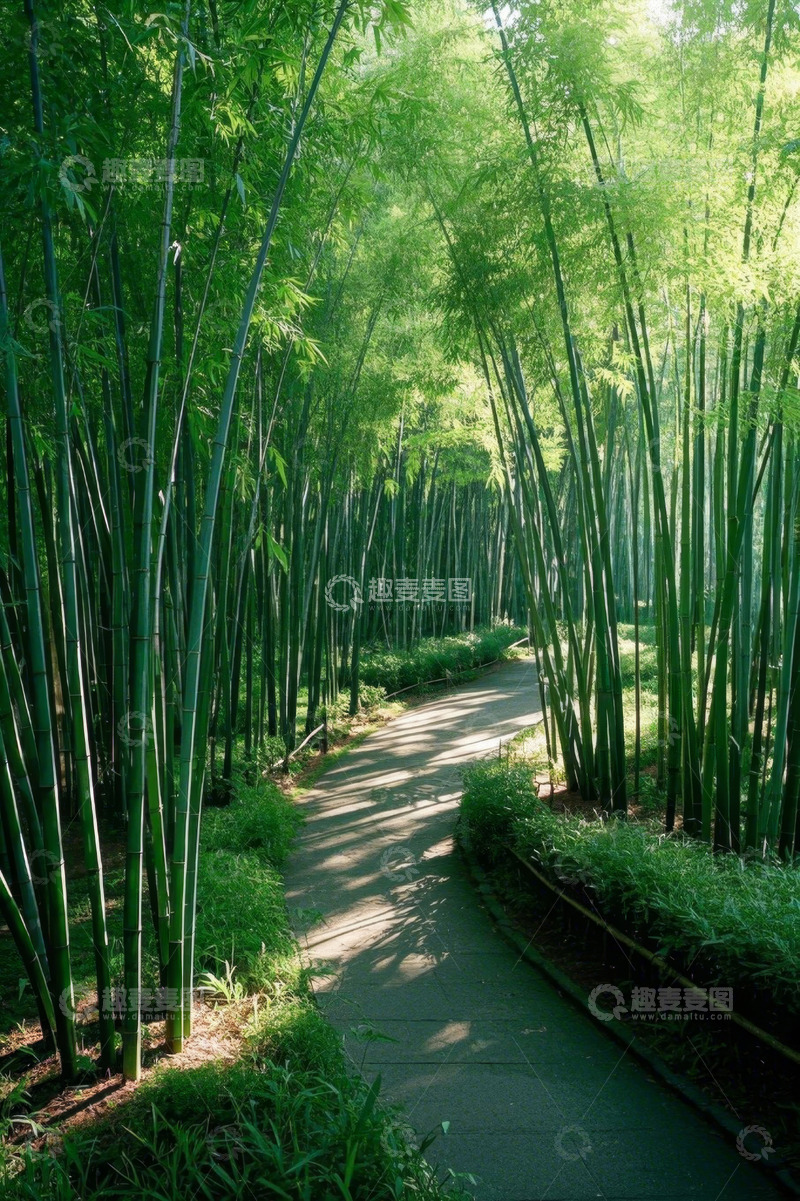 高清大图下载【趣麦麦图】竹林中的蜿蜒小径