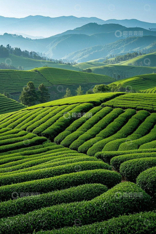 户外绿色茶山风光