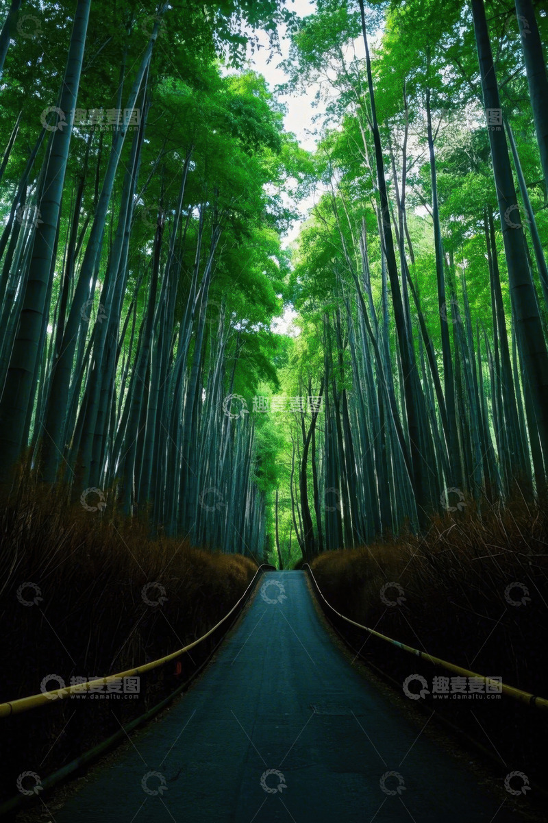 高清大图下载【趣麦麦图】竹林中的林荫小道