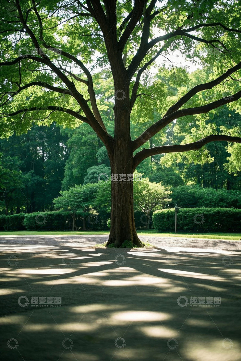 阳光下公园中的茂盛大树