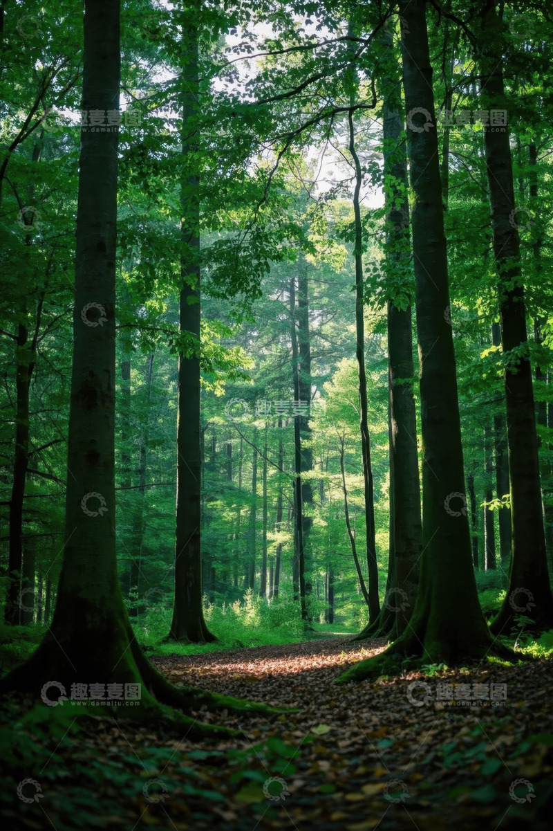 高清大图下载【趣麦麦图】茂密森林中的林间小道