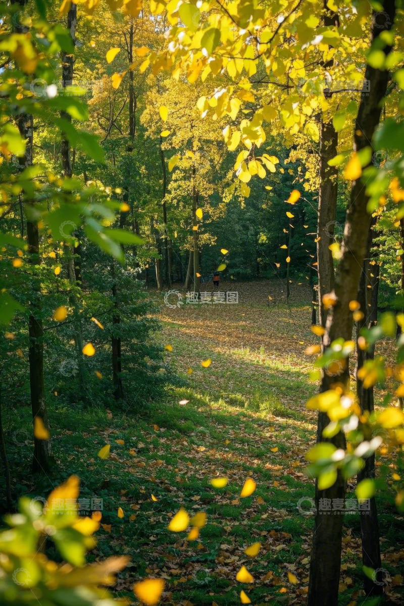 高清大图下载【趣麦麦图】秋日森林落叶景观